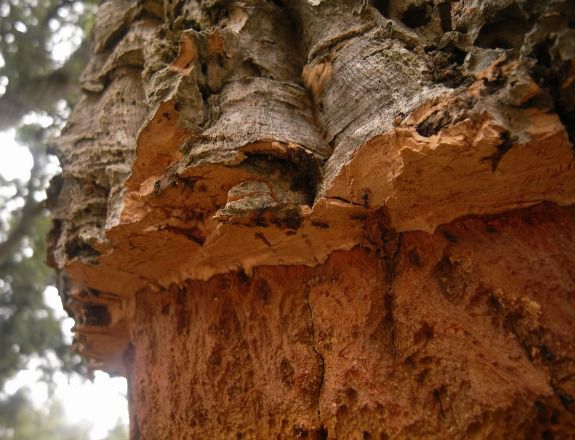 February Tree of the Month: Cork Oak
